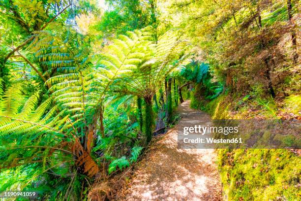 trail by trees at abel tasman coastal track, south island, new zealand - tasman stock pictures, royalty-free photos & images