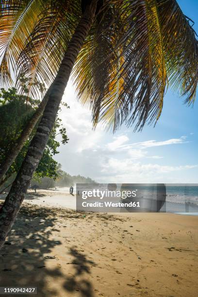 scenic view of sea against sky during sunny day, stonehaven bay, tobago, trinidad and tobago, caribbean - trinidad and tobago 個照片及圖片檔