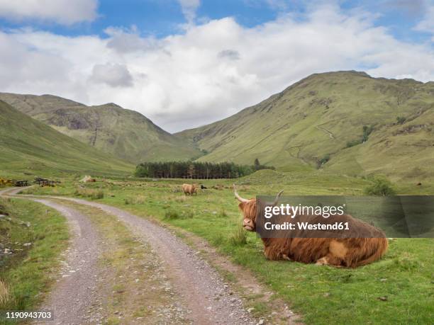 highland cattle sitting on grassy land against cloudy sky, scotland, uk - highland cow stock pictures, royalty-free photos & images