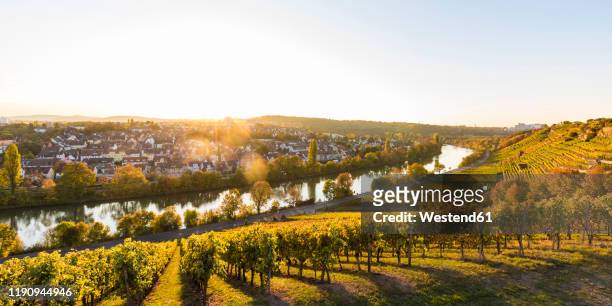 panoramic shot of vineyard against clear sky on sunny day, stuttgart, baden-wrttemberg, germany - munster imagens e fotografias de stock