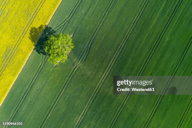 germany, mecklenburg-westernpomerania, aerial view of lone tree growing in vast wheat field in spring - mecklenburg vorpommern stock-fotos und bilder