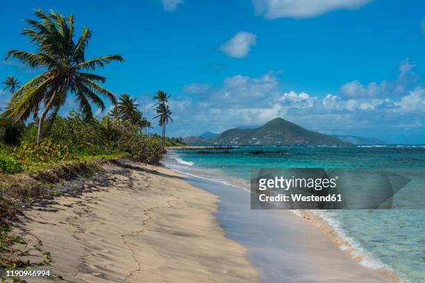 palm trees growing at beach against blue sky, saint kitts and nevis, caribbean - nevis stock-fotos und bilder