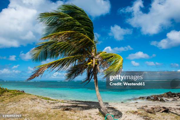 palm tree at beach against blue sky, saint kitts and nevis, caribbean - nevis stock-fotos und bilder