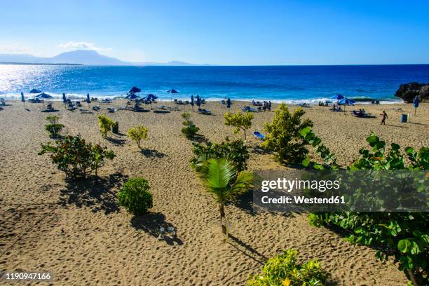 plants growing on beach against blue sky at sosa, dominican republic - puerto plata stock pictures, royalty-free photos & images