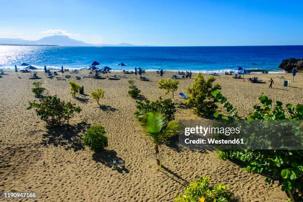 plants growing on beach against blue sky at sosa, dominican republic - puerto plata imagens e fotografias de stock