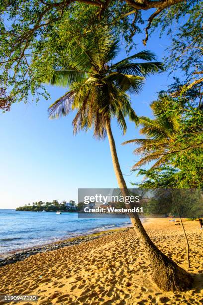 palm trees growing at beach against clear sky in sosa, dominican republic - puerto plata imagens e fotografias de stock