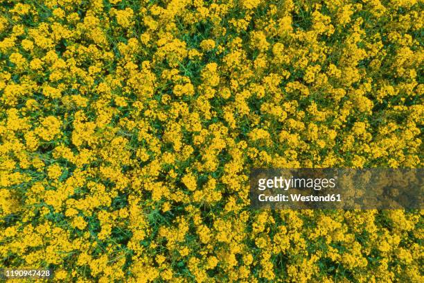 germany, bavaria, regensburg, aerial view of rapeseed field in summer - colza foto e immagini stock