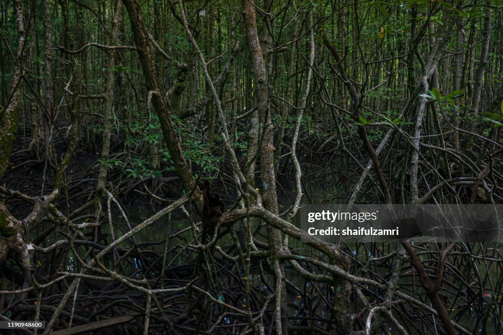 View of mystic mangrove forest at Langkawi, Malaysia.