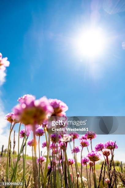 germany, schleswig-holstein, fehmarn, sun shining over pink blooming wildflowers - fehmarn stock pictures, royalty-free photos & images