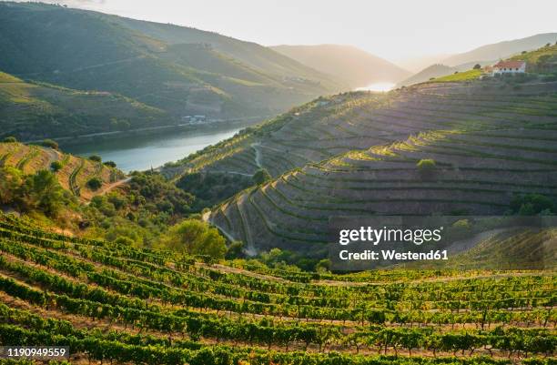 portugal, douro valley, terraced vineyard overlooking douro river - douro river bildbanksfoton och bilder