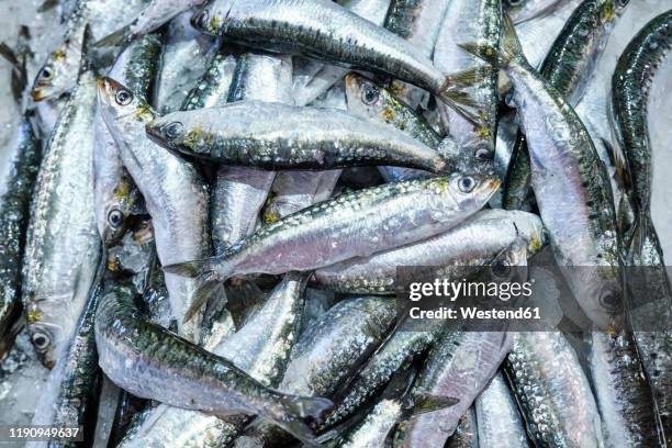 portugal, alentejo, vila novademilfontes, heap of fresh sardines - sardine imagens e fotografias de stock