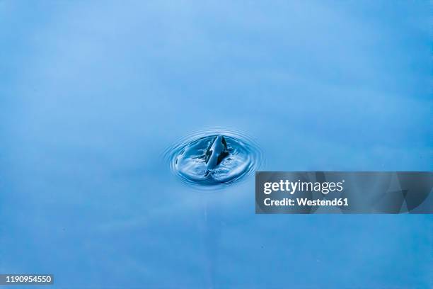 trout, salmonidae, rising to take a fly - forel stockfoto's en -beelden