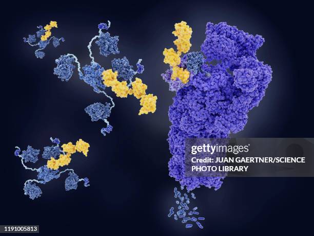 tumour suppressor p53 degraded by proteasome, illustration - oncogene stock-grafiken, -clipart, -cartoons und -symbole