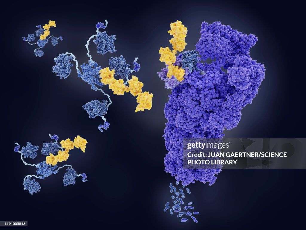 Tumour suppressor p53 degraded by proteasome, illustration