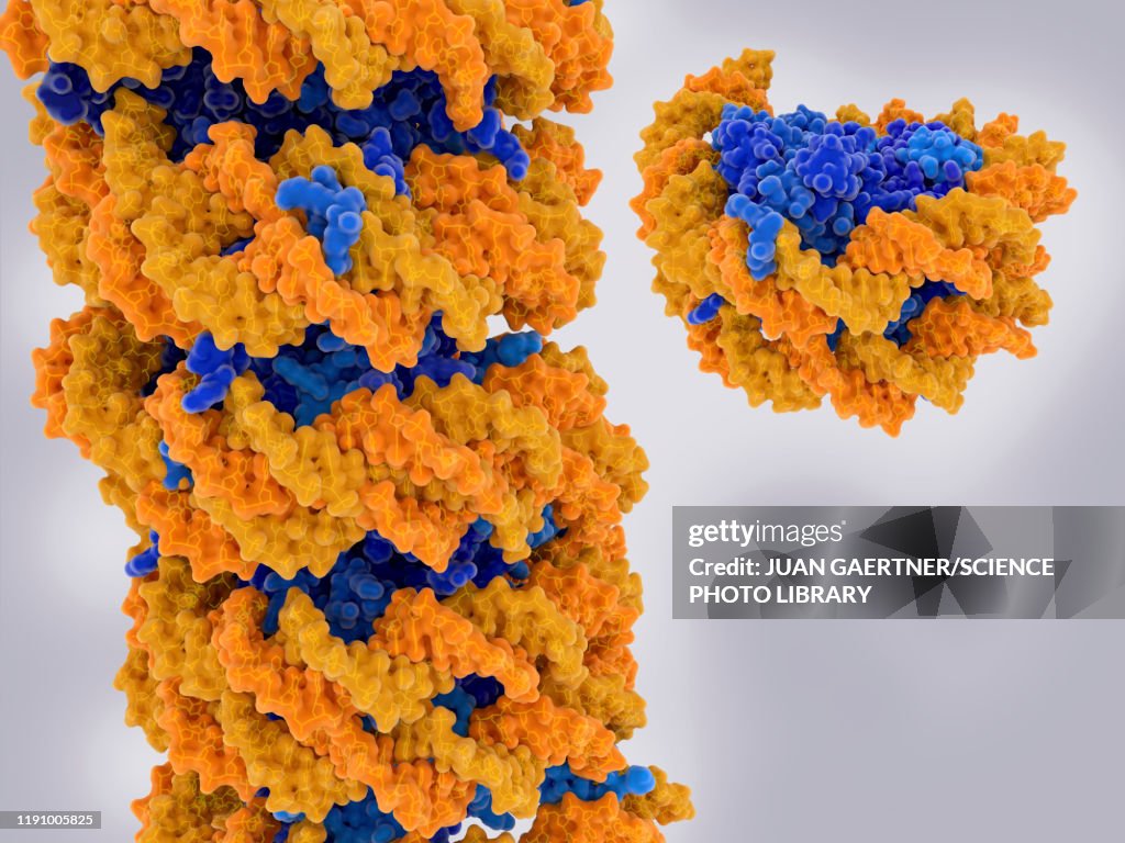 Nucleosome, illustration