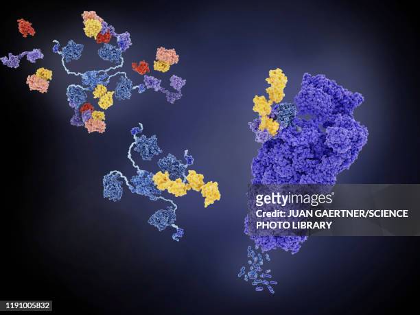 mdm2 and tumour suppressor p53, illustration - oncogene stock-grafiken, -clipart, -cartoons und -symbole