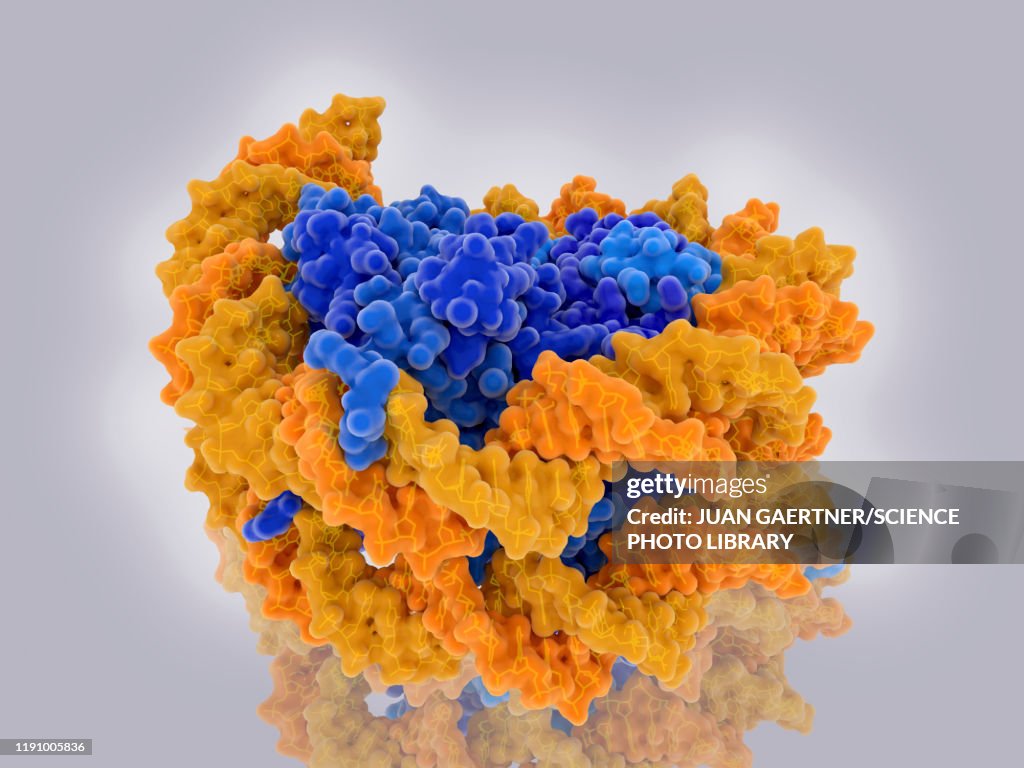 Nucleosome, illustration