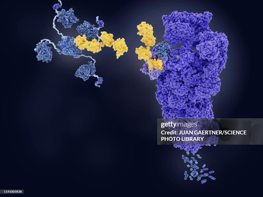 Tumour suppressor p53 degraded by proteasome, illustration