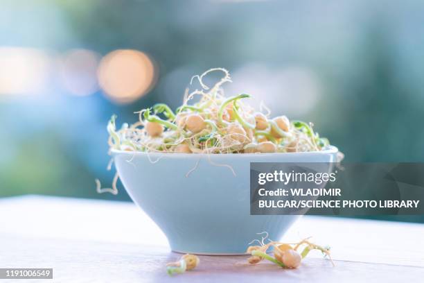 bowl of sprouts - germinar fotografías e imágenes de stock