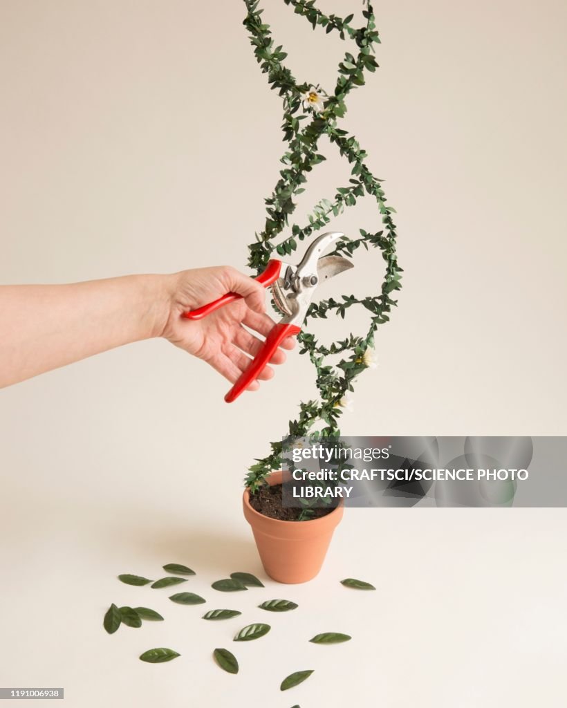 Modifying Dna Conceptual Image High-Res Stock Photo - Getty Images