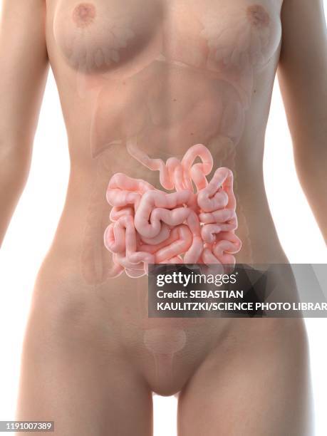 small intestine, illustration - woman intestine stock illustrations