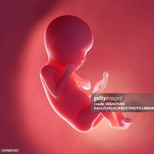 Week 19 104 Fetus 19 Weeks Stock Photos, High-Res Pictures, and Images - Getty ...