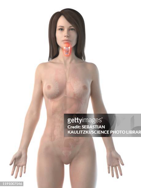 inflamed larynx, conceptual illustration - female internal organs stock illustrations