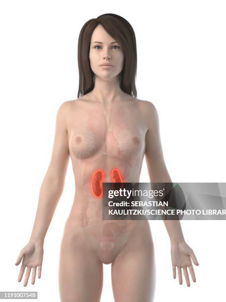 inflamed kidneys, conceptual illustration - lupus stock-grafiken, -clipart, -cartoons und -symbole