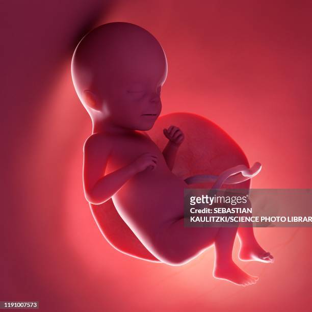 fetus at week 26, illustration - 26 week fetus stock illustrations