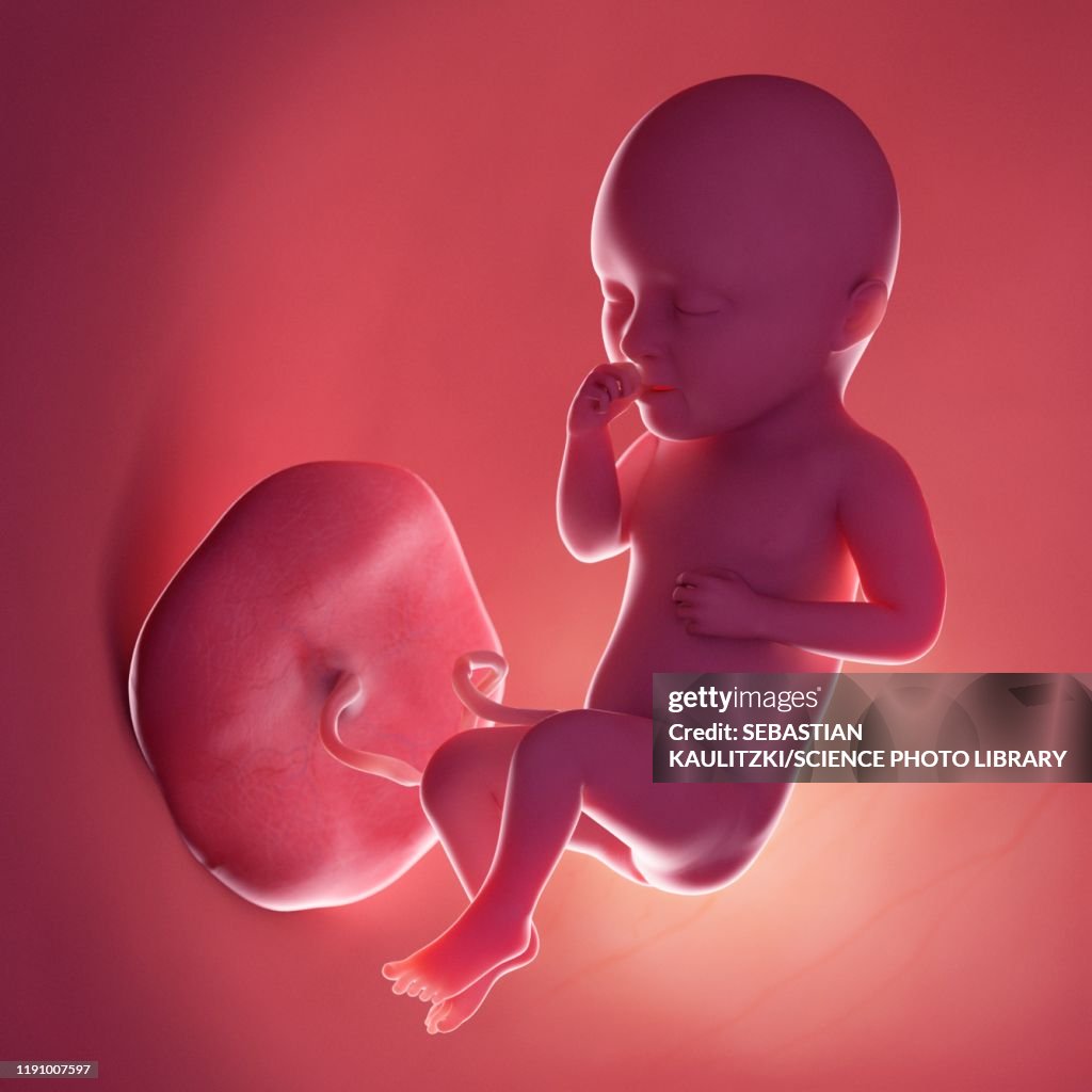 Week 34 Fetus At Week 34 Illustration High-Res Vector Graphic - Getty Images