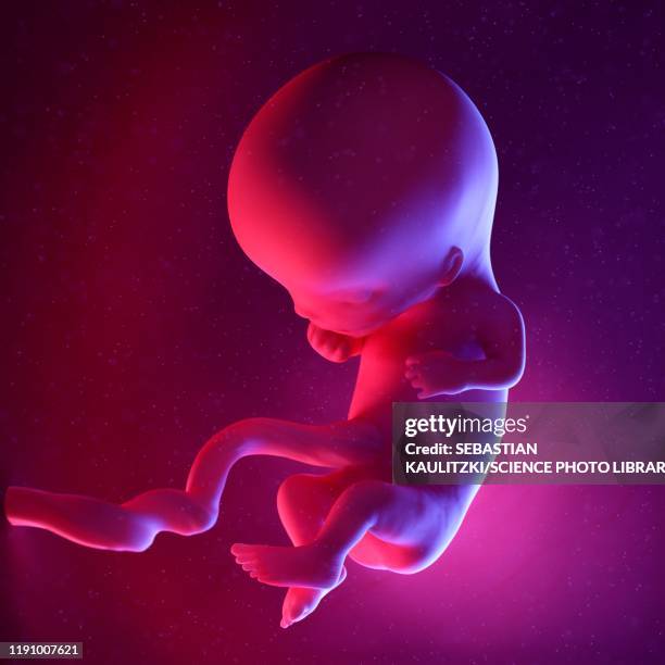 ilustraciones, imágenes clip art, dibujos animados e iconos de stock de fetus, illustration - placenta