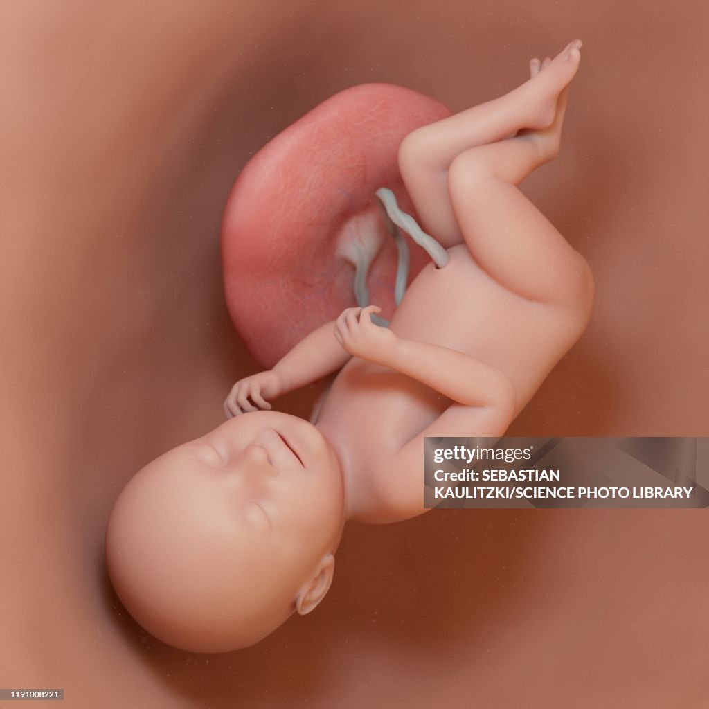 Fetus at week 38, illustration