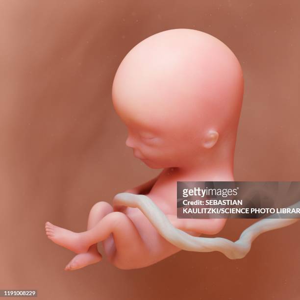 fetus at week 13, illustration - umbilical cord stock illustrations