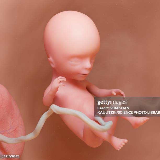 fetus at week 14, illustration - fetus stock-grafiken, -clipart, -cartoons und -symbole