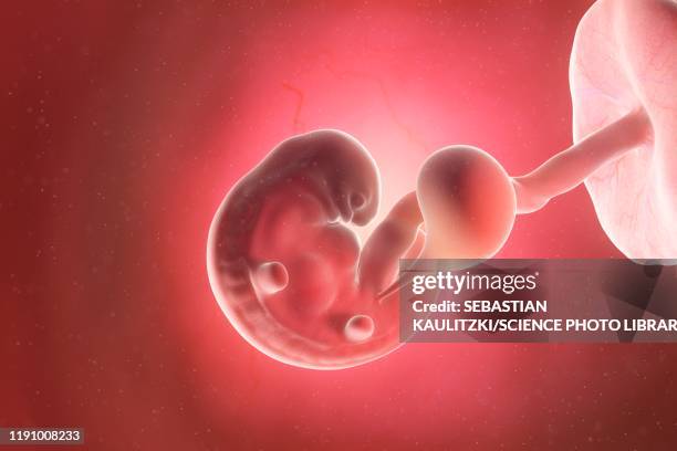 fetus at week 6, illustration - 6 weeks gestation stock illustrations