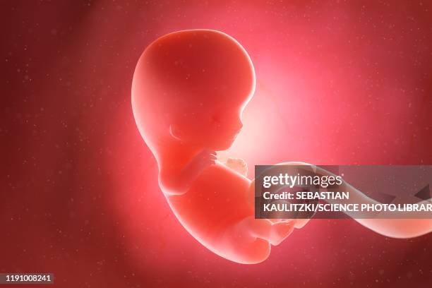 ilustraciones, imágenes clip art, dibujos animados e iconos de stock de fetus at week 9, illustration - placenta