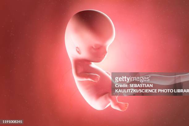 fetus at week 10, illustration - fetus stock-grafiken, -clipart, -cartoons und -symbole