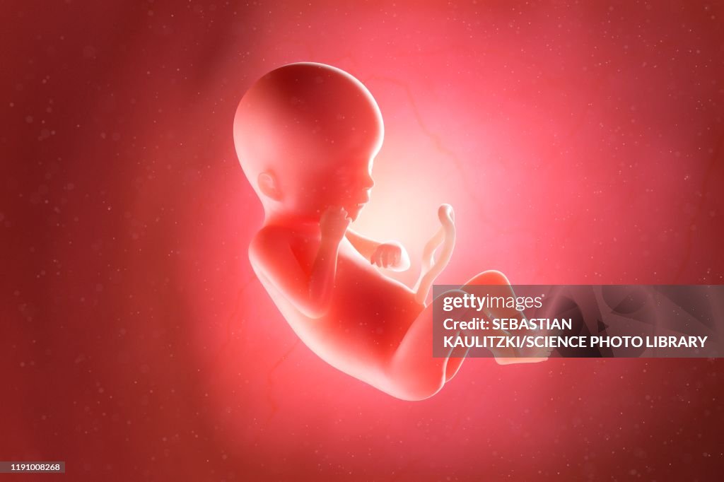 Week 19 Fetus At Week 19 Illustration High-Res Vector Graphic - Getty Images