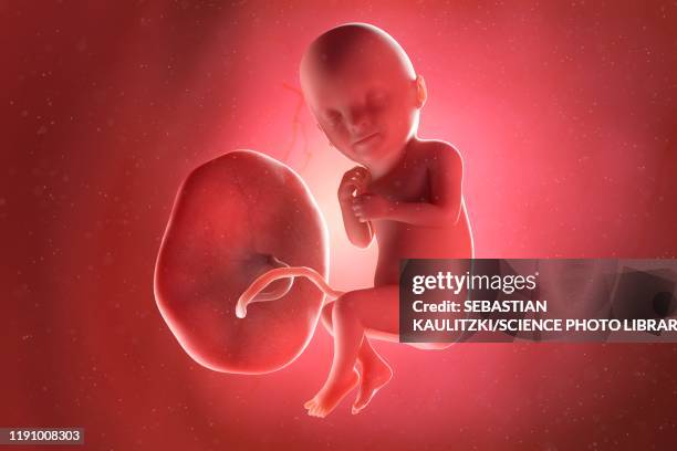 fetus at week 33, illustration - embryo stock illustrations