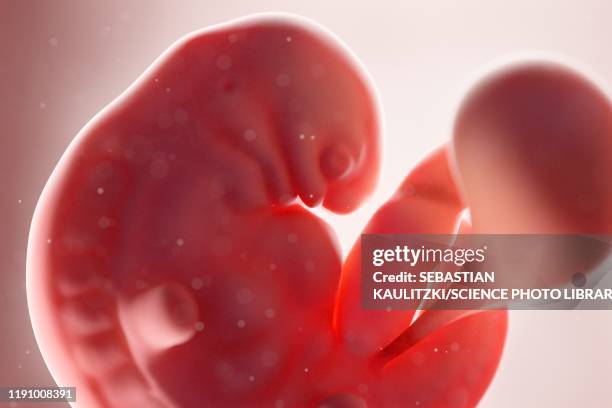 fetus at week 6, illustration - week stock illustrations