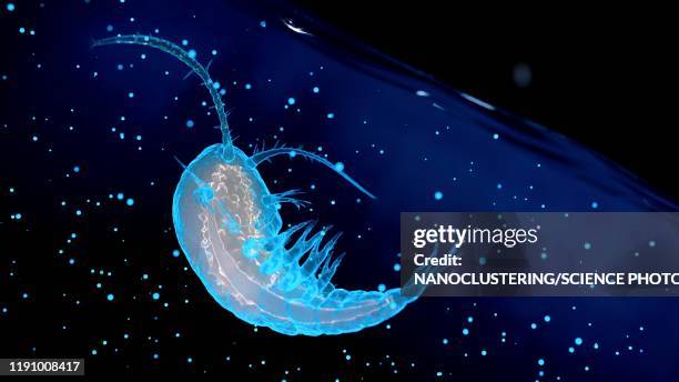 plankton, illustration - zooplankton stock illustrations