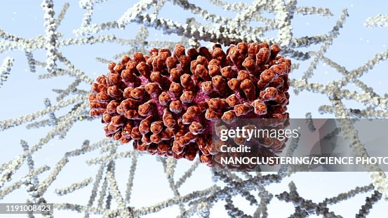 Rabies virus, illustration Rabies virus, illustration
