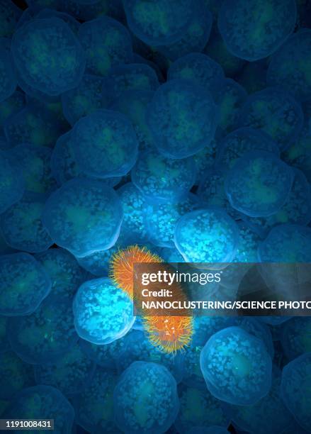 neutrophil immune response, illustration - immunologie stock-grafiken, -clipart, -cartoons und -symbole