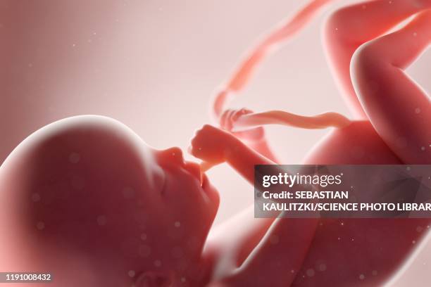 fetus at week 20, illustration - fötus menschliche pränatale entwicklung stock-grafiken, -clipart, -cartoons und -symbole