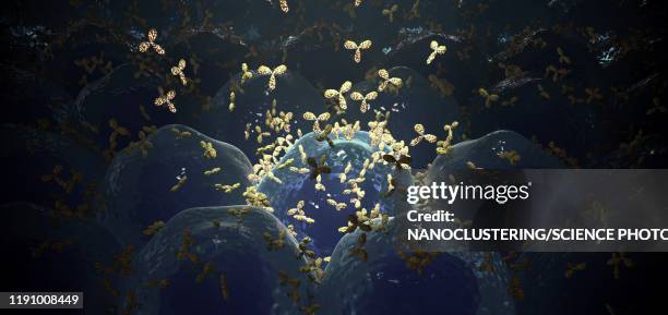 stockillustraties, clipart, cartoons en iconen met release of monoclonal antibodies, illustration - b cell