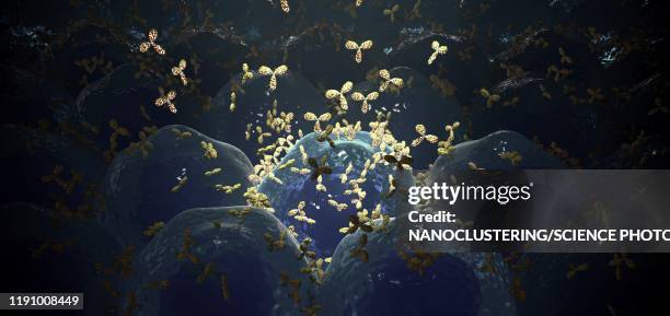 release of monoclonal antibodies, illustration - antibody stock illustrations