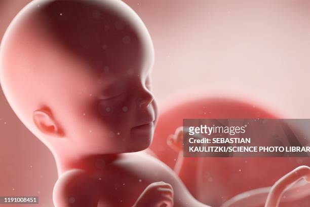 fetus at week 26, illustration - 26 week fetus stock illustrations