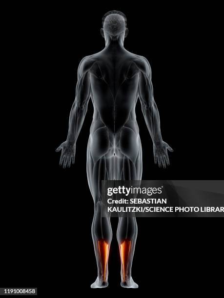 993点の背筋イラスト素材 Getty Images 993点の背筋イラスト素材 Getty Images
