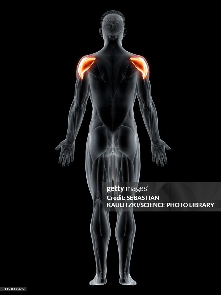 Deltoid muscle, illustration