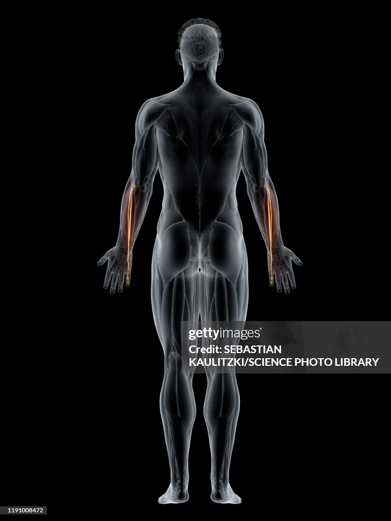 Extensor digiti minimi muscle, illustration